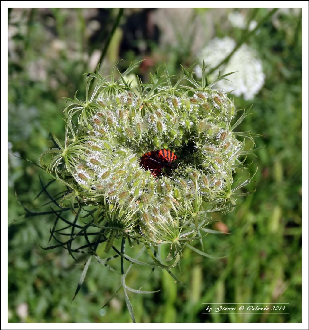 Graphosoma italicum? S